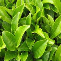 Neuro Quiet Ingredient2